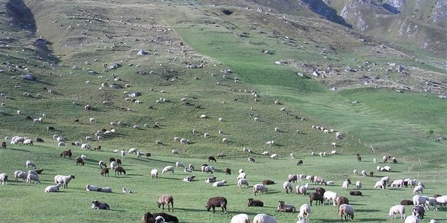 Das Bundesamt für Umwelt und der Kanton Wallis haben die Situation auf den Schafalpen im Kanton untersuchen lassen. (Bild: BauZ)