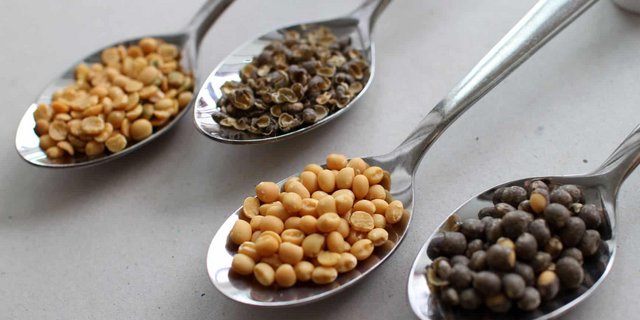 Hülsenfrüchte sind wertvoll als Futtermittel und für die menschliche Ernährung. Pro Jahr werden laut Donau Soja heute 15 Millionen Tonnen pflanzliches Protein in die EU importiert. (Bild zVg/ University of Helsinky)