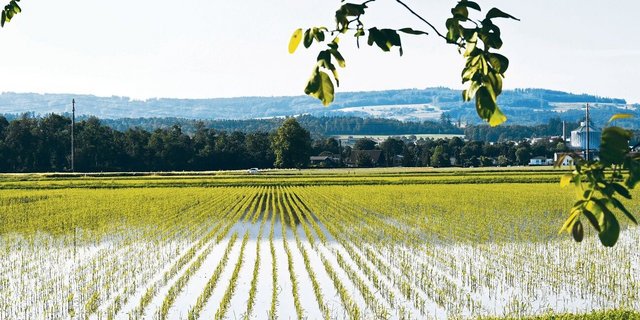 In der Gemeinde im Berner Seeland wird heuer Nassreis angebaut und mit Grundwasser geflutet. Das Projekt fördert die Artenvielfalt und ist Teil einer Agroscope-Studie. 