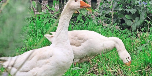 Sie ist vom Aussterben bedroht und wird von der Stiftung Pro Specie Rara unterstützt: die Diepholzer Gans.