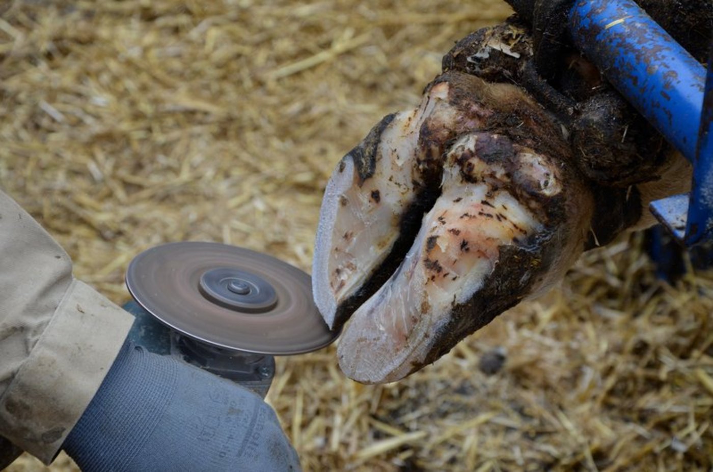 Klauenpflege ist wichtig – über den Behandlungsverlauf weiss man allerdings wenig. Ein Ressourcenprojekt soll das ändern. (Bild BauZ)