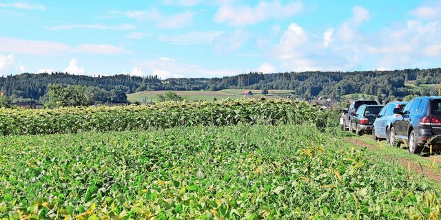 Vorne Soja, hinten Sonnenblumen. Jetzt ist der Moment, die Anbauflächen von jeglichen Ölsaaten auf der Plattform Agrosolution zu melden.