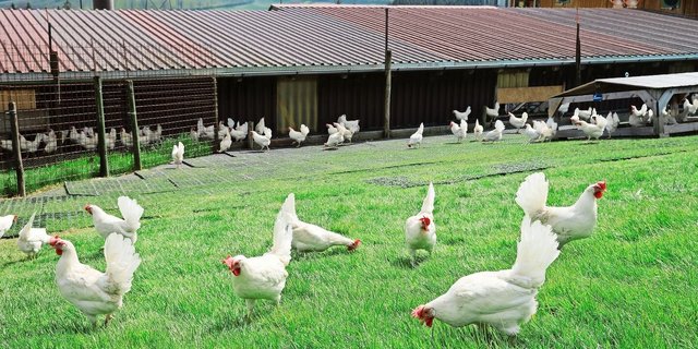 Die weissen Legehennen halten Stadelmanns nach BTS- und RAUS-Vorschriften. Ein Teil der Eier wird für die betriebseigene Teigwarenherstellung verwendet. 