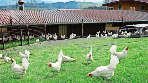 Die weissen Legehennen halten Stadelmanns nach BTS- und RAUS-Vorschriften. Ein Teil der Eier wird für die betriebseigene Teigwarenherstellung verwendet. 