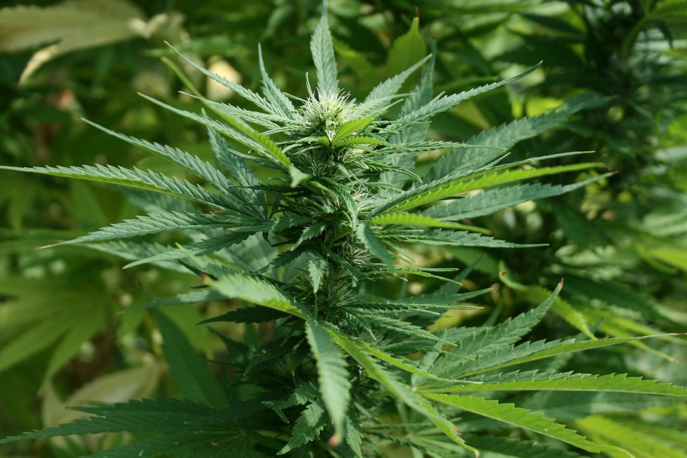 In Polen bleiben die Bauern bei medizinischem Cannabis außen vor. (Bild Pixabay)