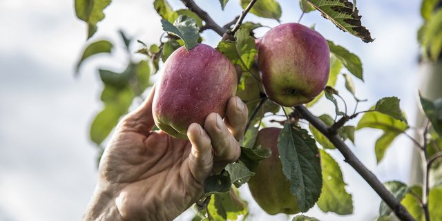 Eine Hand pflückt einen roten Apfel von einem Zweig.