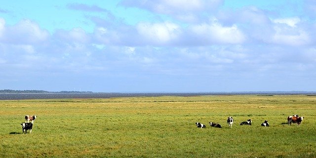 Schlechte Ernten, teures Futtermittel und eine flaue Nachfrage machen dänischen Biobauern Probleme. (Bild Pixabay)