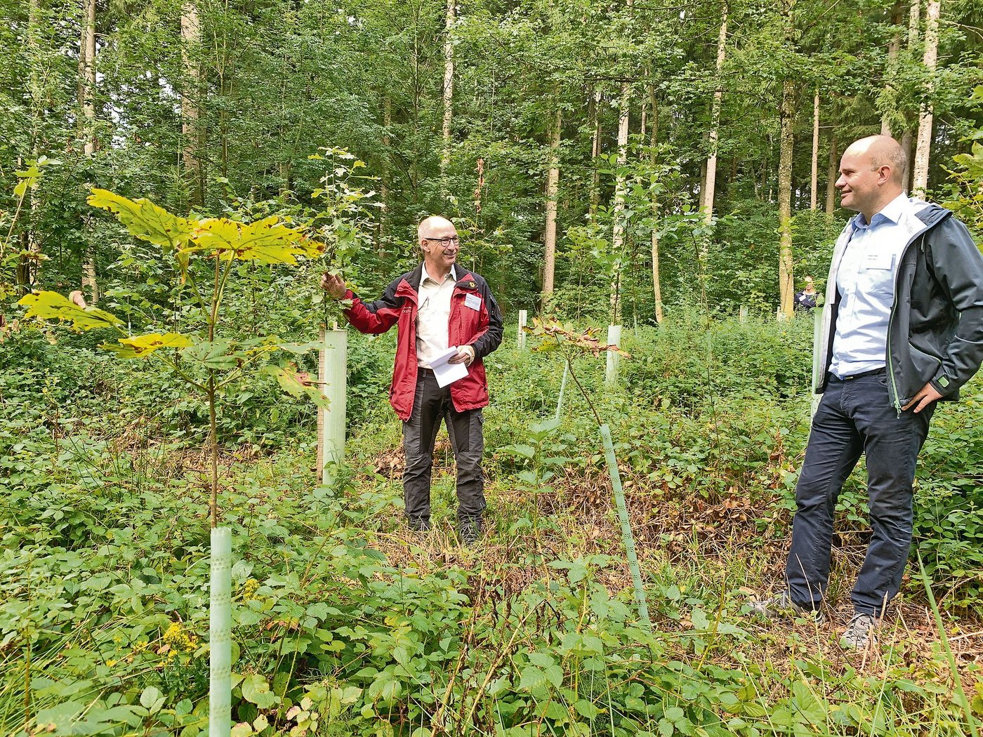 Förster Marcel Gigon (l.) erklärt dem Luzerner Regierungsrat Fabian Peter die Neupflanzungen von Laubbäumen auf einer Parzelle im Chüewald in Beromünster. (Bild Josef Scherer)