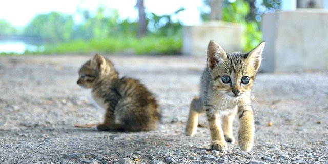 Auch wenn sie süss sind und verlassen im Ausland angetroffen werden: Hunde und Katzen können Tollwut in die Schweiz bringen. Daher gilt es die Vorschriften für die Einfuhr zu beachten. (Bild Pixaby)