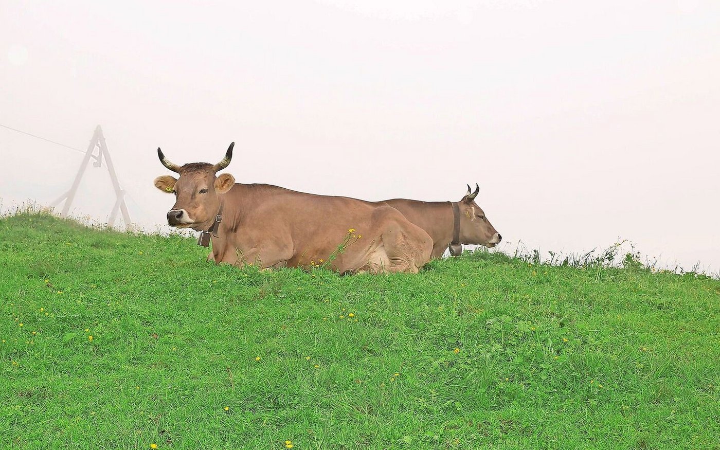 Galtkühe geniessen auf der Alp die Ruhe. Durch die Sömmerung sind sie vital und so optimal auf die nächste Abkalbung vorbereitet. 
