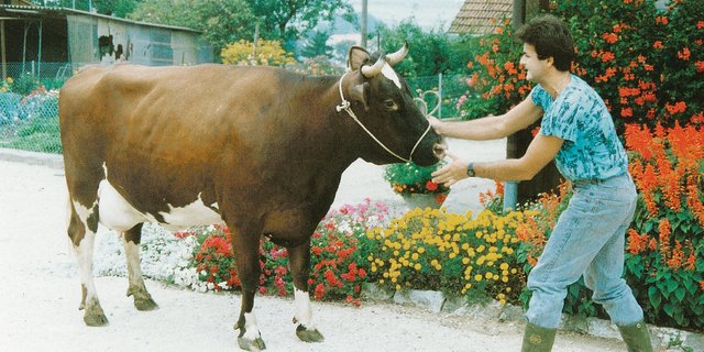 Die schwarzen Haare der Trimbo-Tochter Melissa, an der Hand von Peter Fankhauser, bedeutete 1988 den Herdebuchausschluss. Nach kurzem Aufenthalt im Kanton Freiburg kam sie auf den Berner Betrieb zurück und erhielt schlussendlich  55 45 97.(Bild rf)