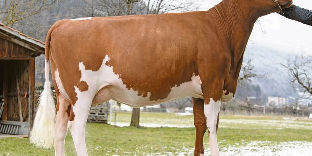 Rubin Madison Little Linda ist eine Tochter vom Stier Madison, dem neuen Nummer eins beim Swiss Fleckvieh.(Bilder KeLeKi)