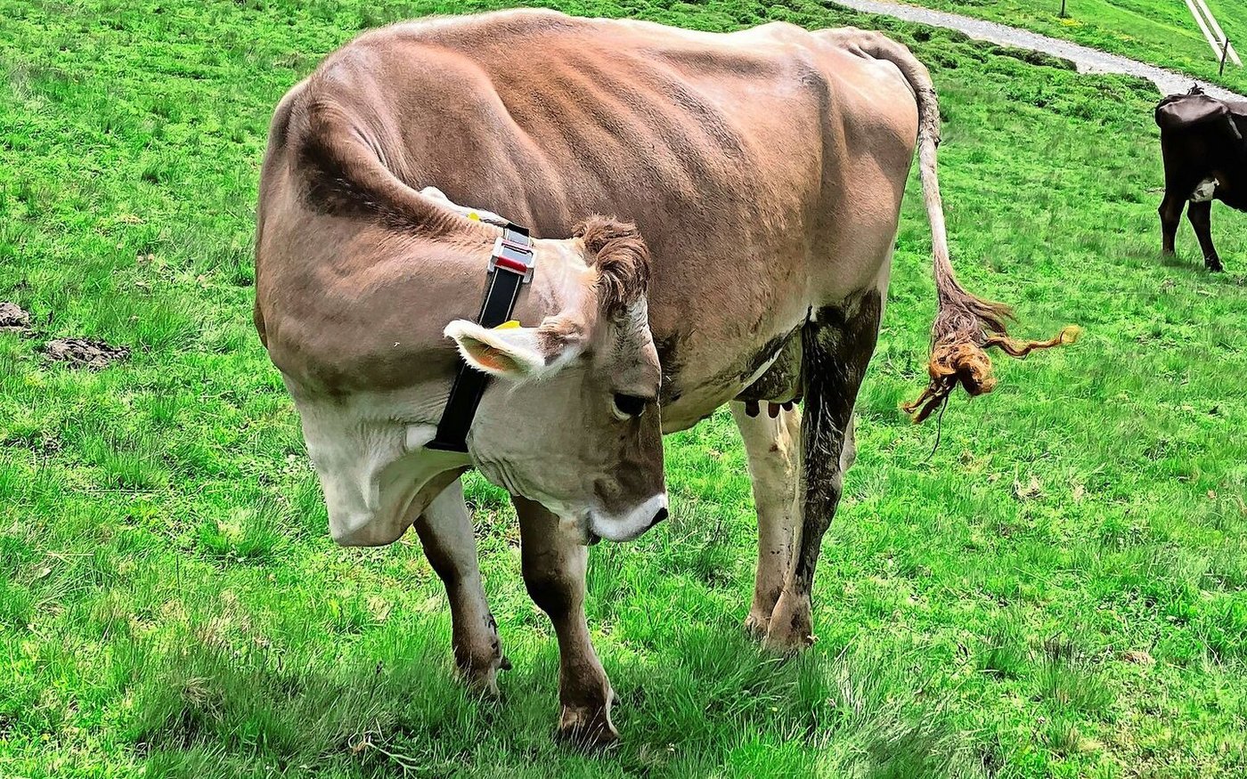 Einige der Kühe auf der Alp dil Plaun tragen für Forschungszwecke ein GPS-Halsband.