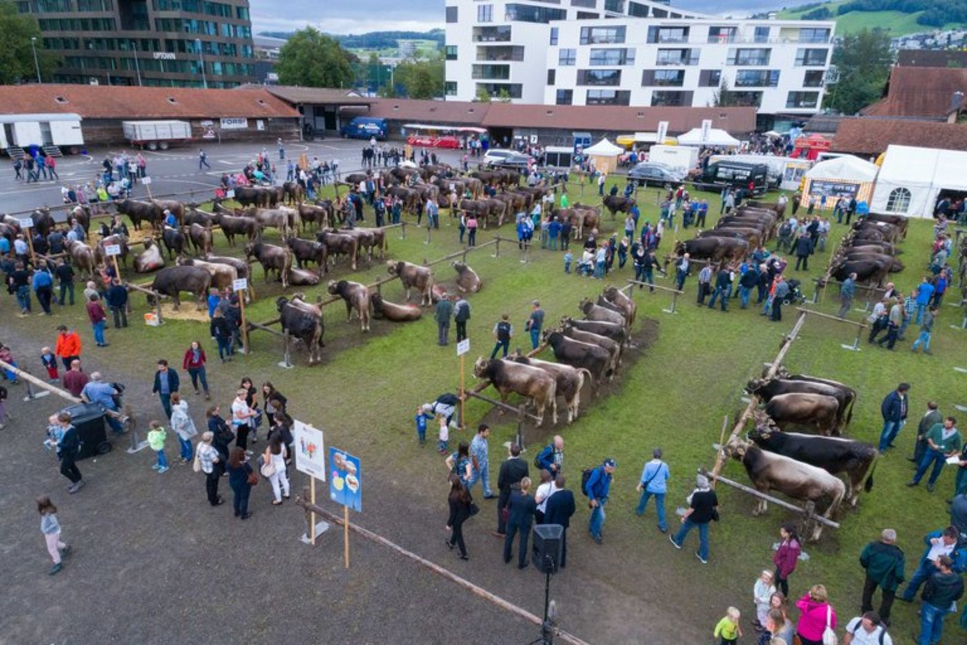 Der Zuger Stierenmarkt ist jeweils ein Publikumsmagnet. (Bild Beat Schiltknecht/Braunvieh Schweiz)