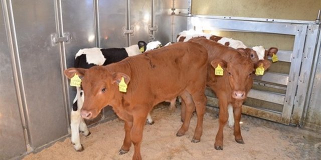 Vor allem für die AA-Tränker aus F1-Kreuzungen wurden in den letzten Jahren Preise weit über dem Richtpreis bezahlt. (Bild Archiv/Aline Küenzi)