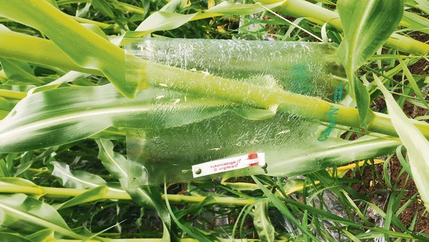 Das Bild zeigt eine Maiswurzelbohrer-Falle. Der Schädling wurde bereits in einigen Kantonen gefangen. (Bild LZ Liebegg)