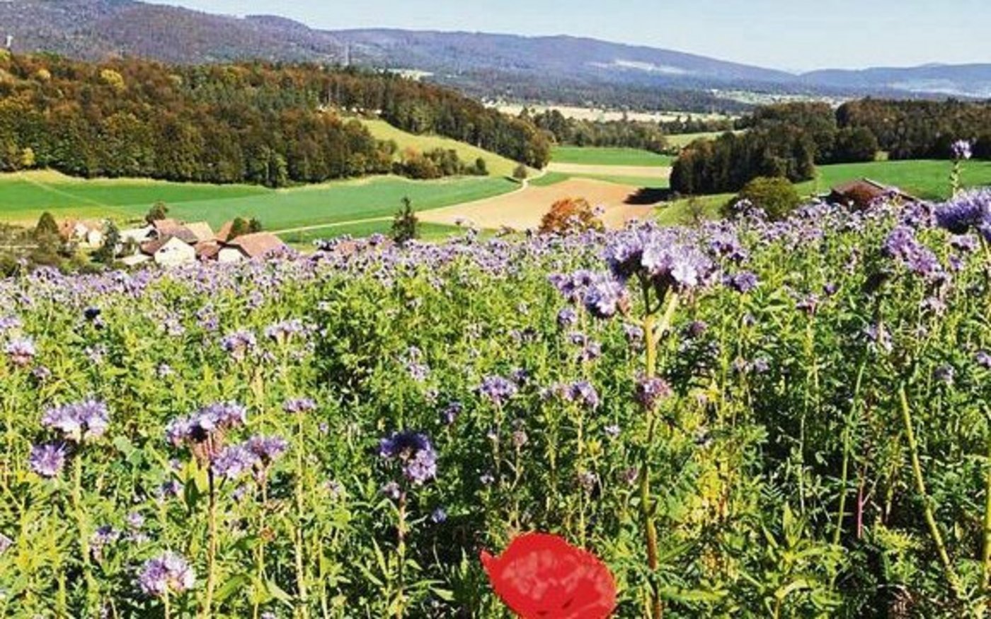 Mit einer Gründüngung kann man nicht nur den Humusaufbau fördern, sondern sie vermindert auch eine Auswaschung der Böden. 