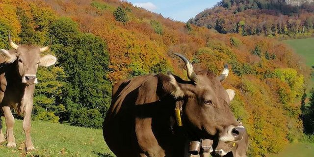 Zu Ehren des 10. Geburtstags von Kuh Mini lädt der Berghof Rohr zu einer Familienfeier. (Bilder zVg)