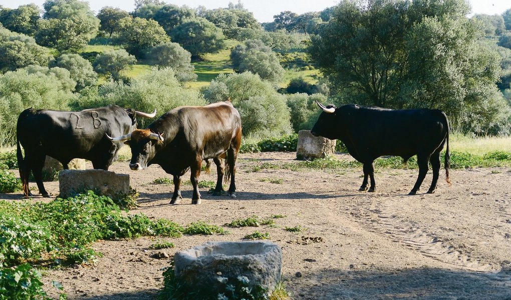 Ruhe und Frieden vor dem grossen Kampf. In Andalusien geniessen Stiere, welche für Stierkämpfe gezüchtet werden, bis zum Auftritt auf der grossen Bühne quasi ein Leben in der Wildnis. (Bilder sha)