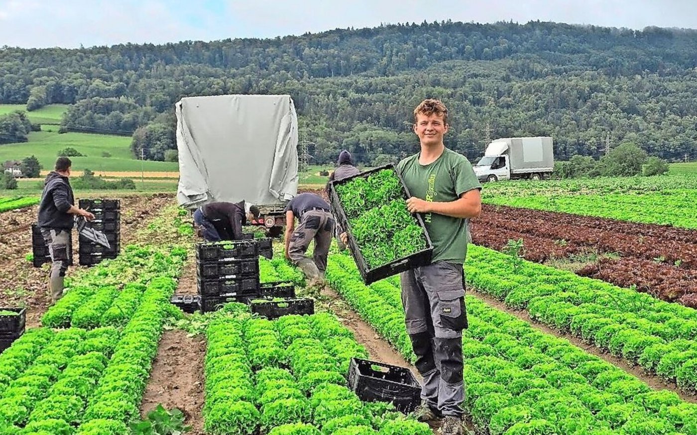 Seine Lehre als Gemüsegärtner absolvierte Linus Rüegg auf dem Betrieb Hubergemüse. Erst nach einigen Wochen auf dem Lehrbetrieb hat sich laut dem Zürcher die Leidenschaft für den Beruf so richtig entfacht.    