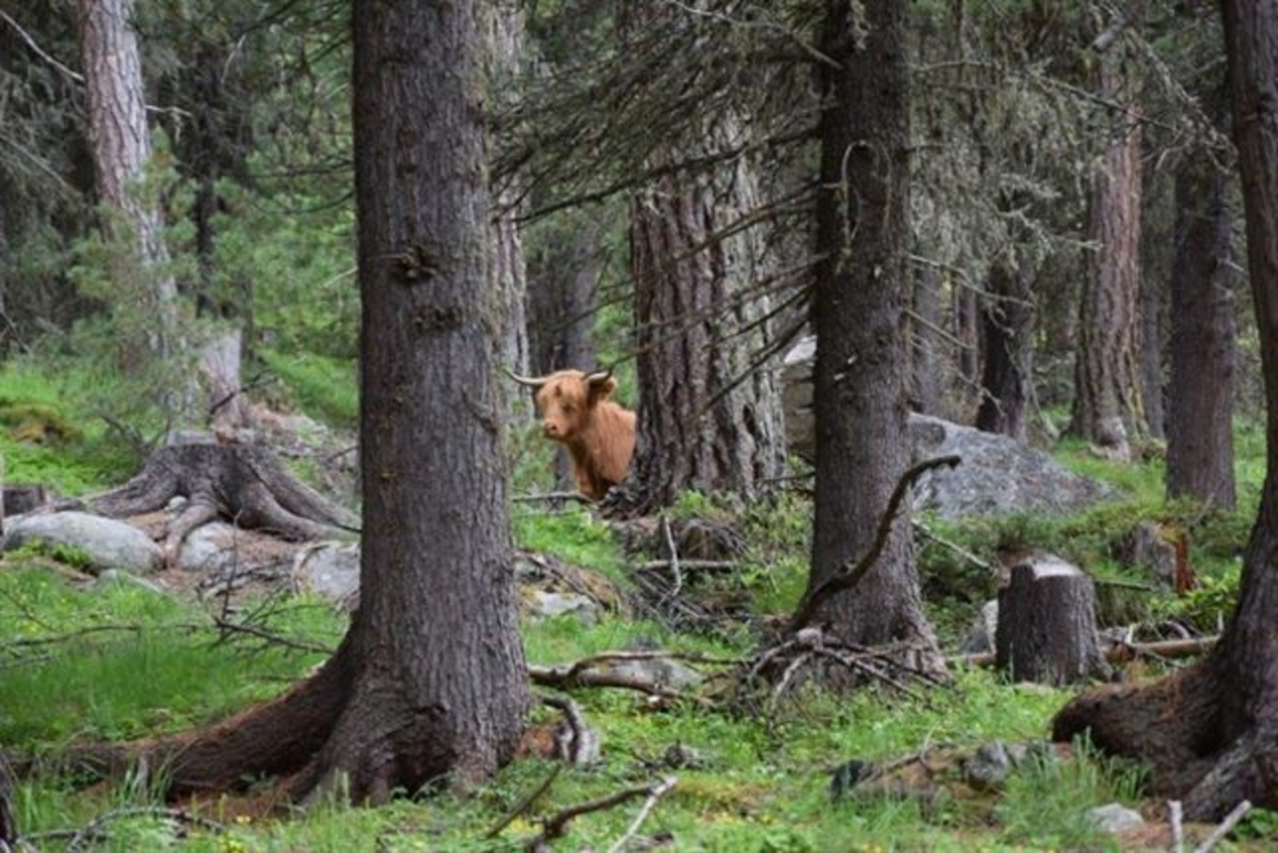 Schottische Hochlandrinder haben ihren eigenen Kopf: Ilana während ihres Ausflugs im Engadin. (Bild Kapo GR)
