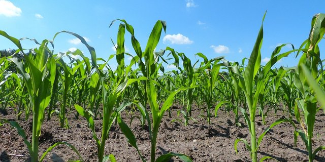 Der Einsatz von Pflanzenschutzmitteln wird zunehmend eingeschränkt,  die Produzenten müssen andere Wege finden, ihre Pflanzen gesund zu halten. (Symbolbild Pixabay)