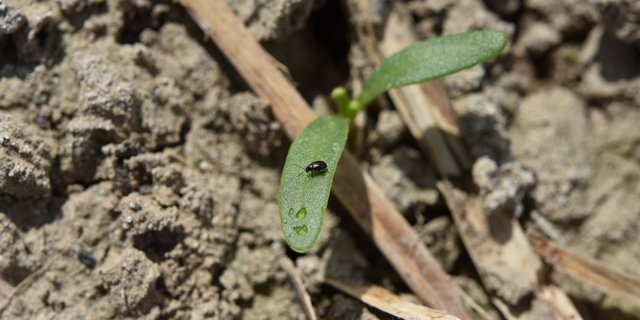 Der Frass des Rübenerdflohs an den Blattoberseiten schadet der noch kleinen Pflanze, besonders wenn sie Stresssituationen wie der aktuellen Trockenheit ausgesetzt ist. (Bild Alexandra Schröder, Fachstelle Pflanzenschutz, Inforama Zollikofen)