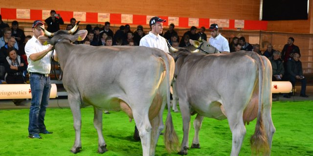 Die einzige OB-Gruppe: Winzer Orelio präsentierte typstarke Kühe, mit fester Lende und korrekten Becken.