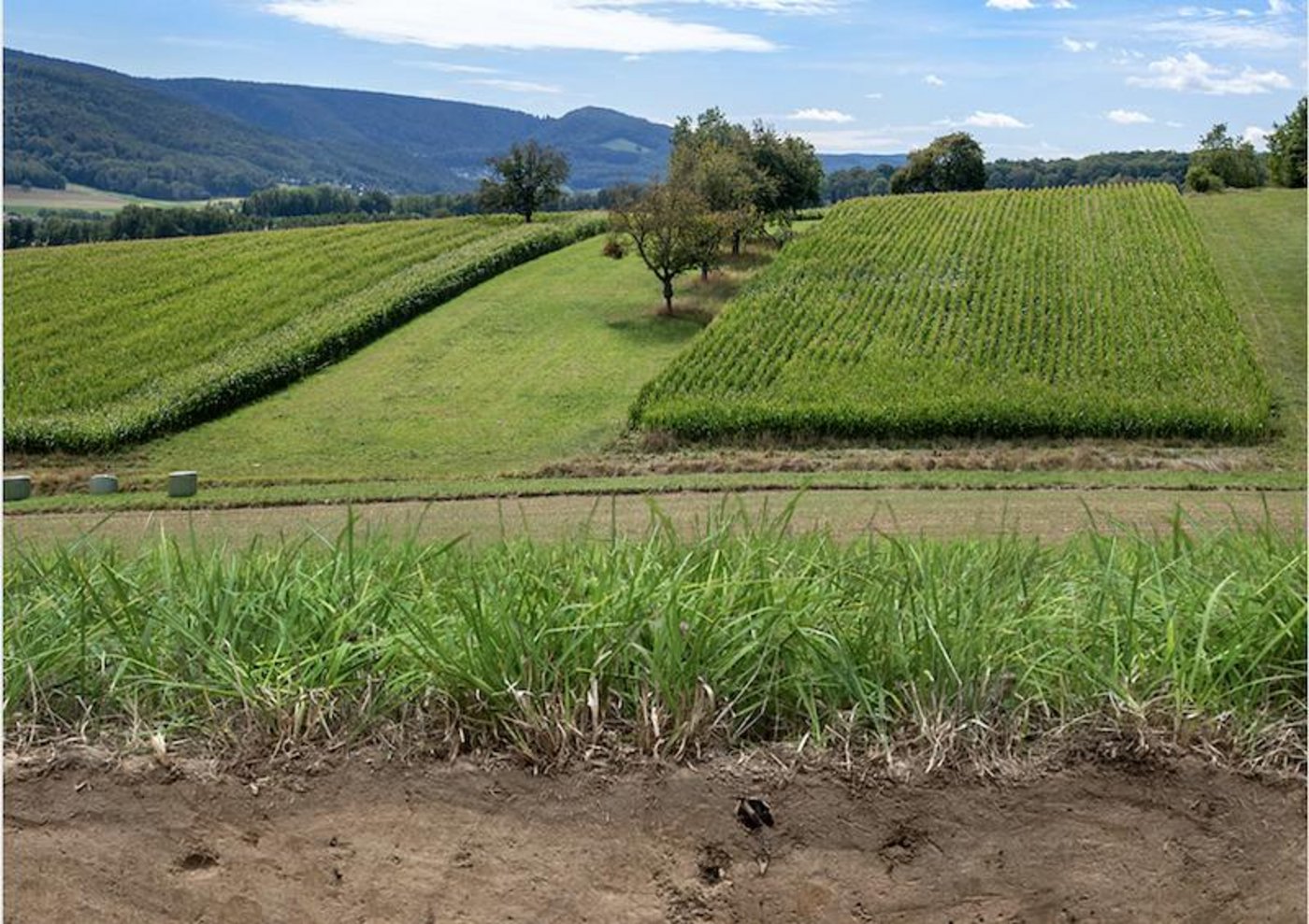 Bei Lössböden ist der Oberboden gut strukturiert...