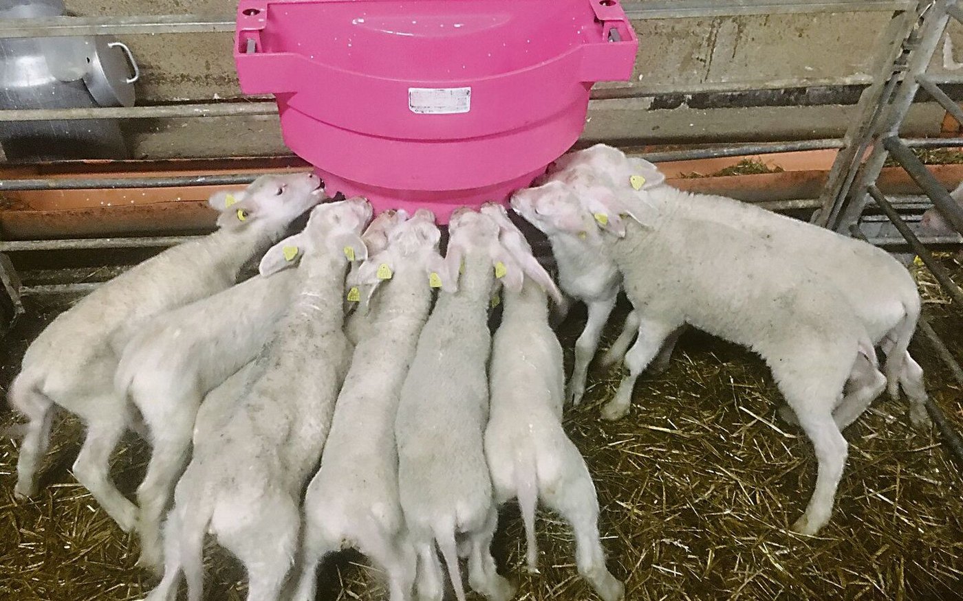 An der Milchbar herrscht reger Andrang. Bis die Lämmer dort selbstständig trinken, braucht es etwas Übung.