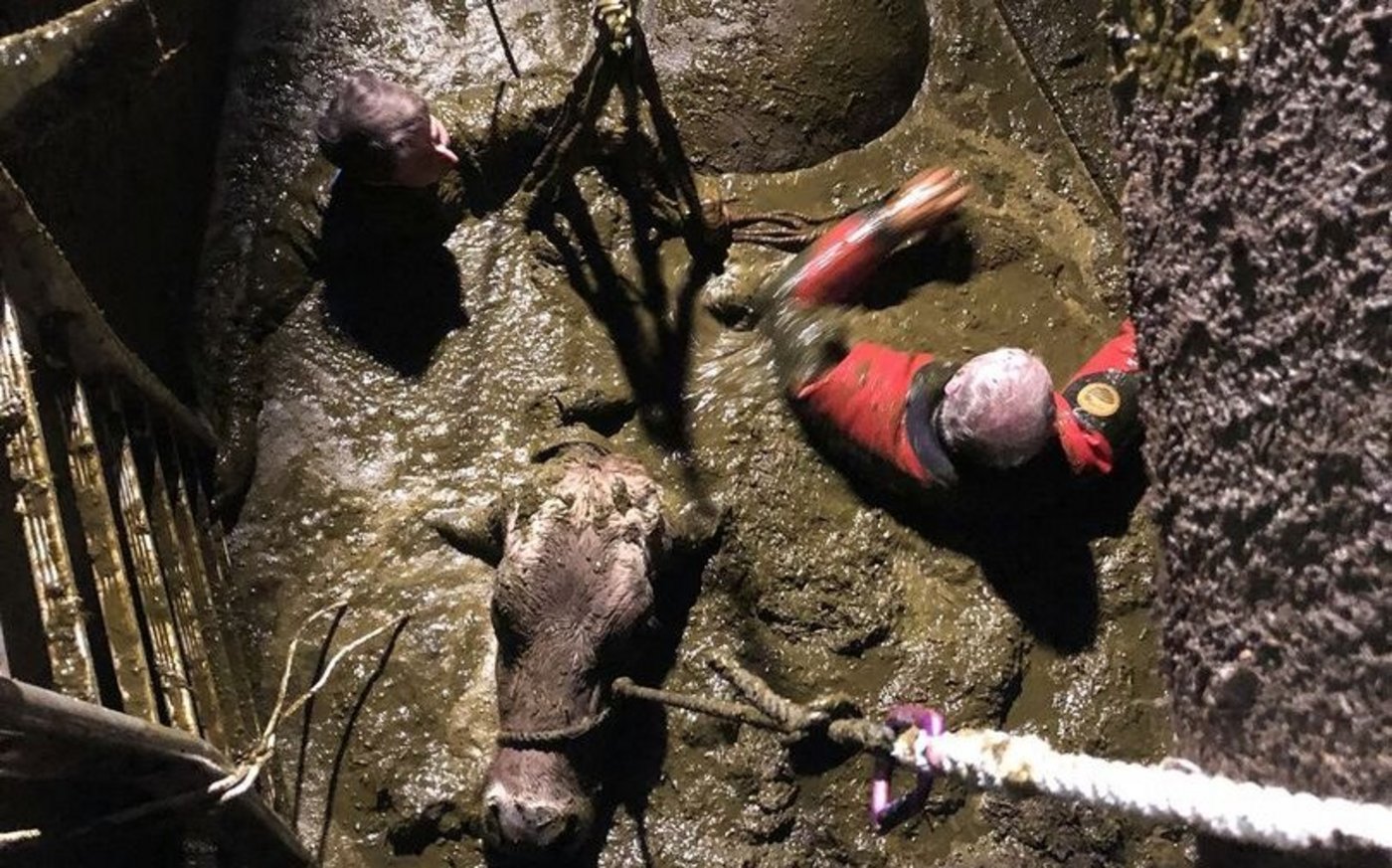 Alte Güllelöcher-Abdeckungen aus Holzbrettern stellen ein grosses Unfallrisiko dar. Aber auch in modernen Ställen lauern etliche Gefahrenquellen. GTRD-Chef Ruedi Keller hat einfache Tipps zur Vermeidung solcher Notfälle.