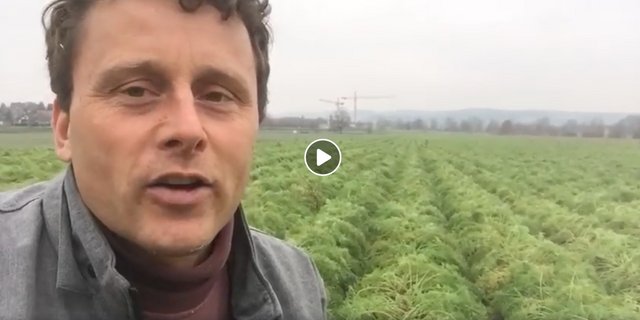 Für die Ernte war es zu nass auf dem Feld von Bauer Daniel Maag: Per Video machte er darauf aufmerksam, dass man sich die Rüebli nun gratis holen dürfe. (Bild Screenshot Facebook)