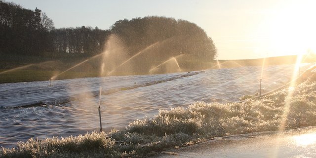 Auf diesem Kartoffelacker im Kanton Zürich wurde die Frostberegnung eingesetzt. (Bild RoMü)