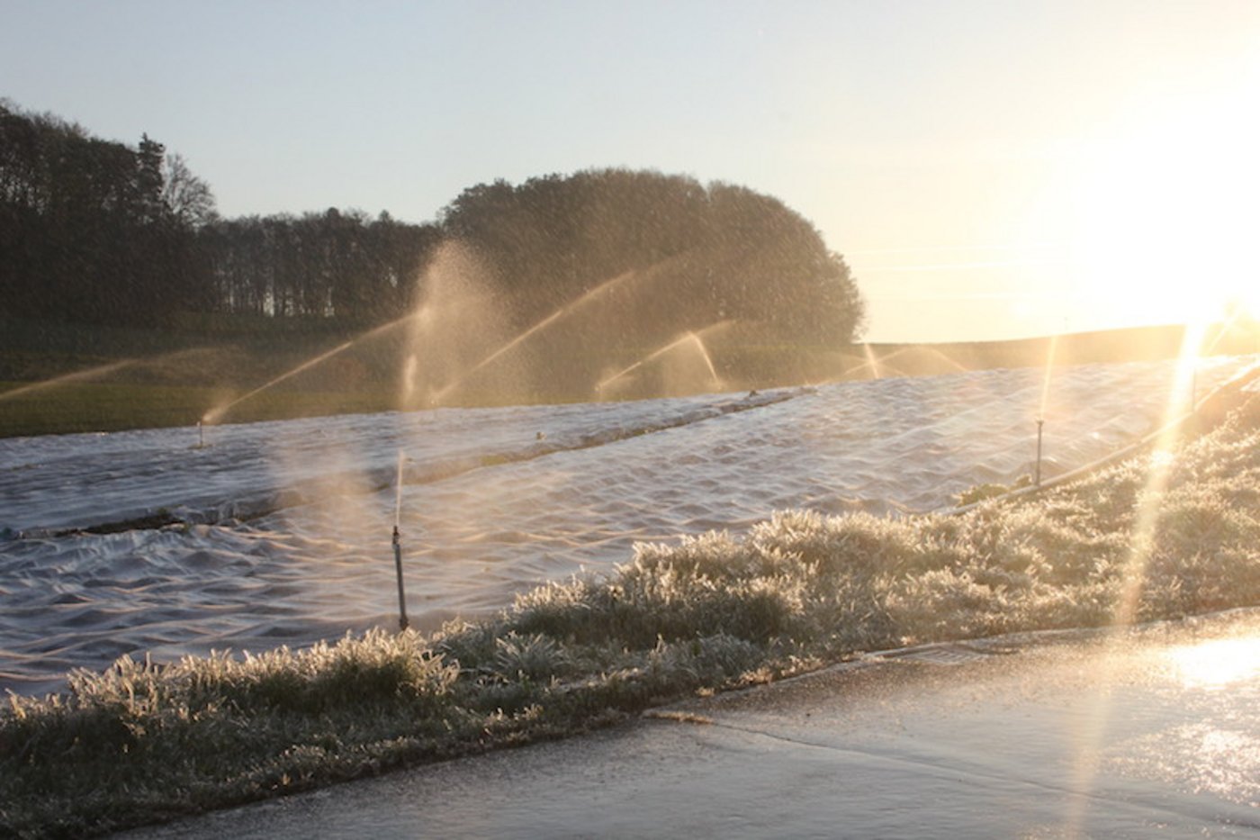 Auf diesem Kartoffelacker im Kanton Zürich wurde die Frostberegnung eingesetzt. (Bild RoMü)