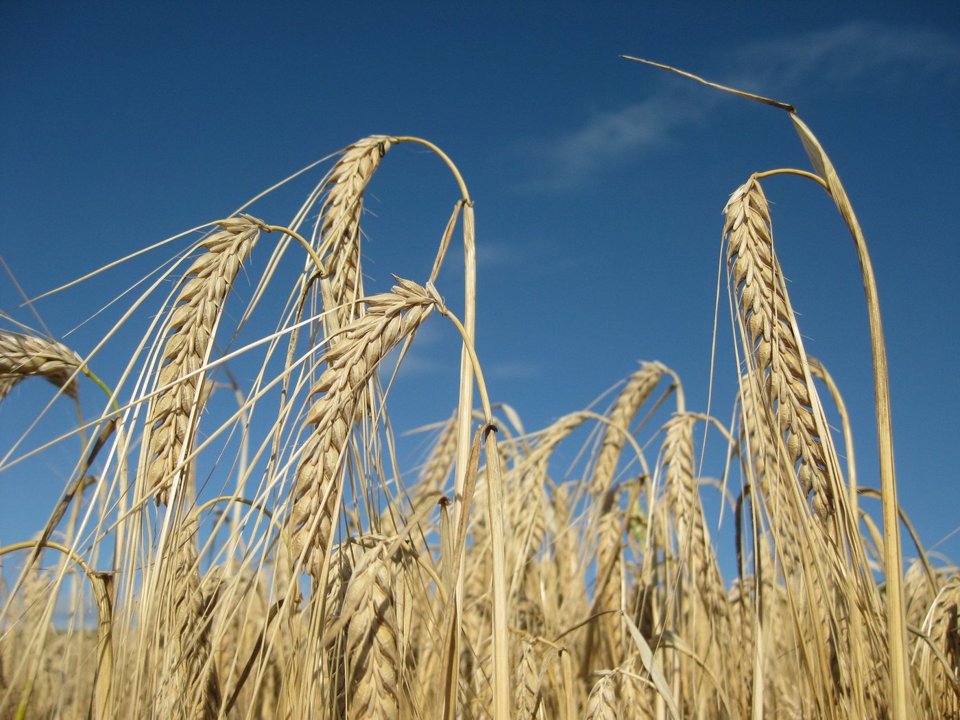 Das Versuchsnetz umfasse 8 Standorte in der ganzen Schweiz, wo die Versuche auf kleinen Parzellen mit 3 Wiederholungen durchgeführt werden. (Bild Swiss Granum)