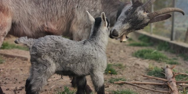 Capra Grigia Pro Specie Rara