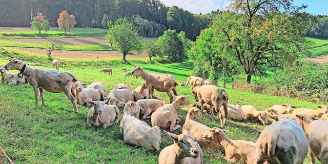 Stein des Anstosses waren Schafe des Nachbarbetriebs.