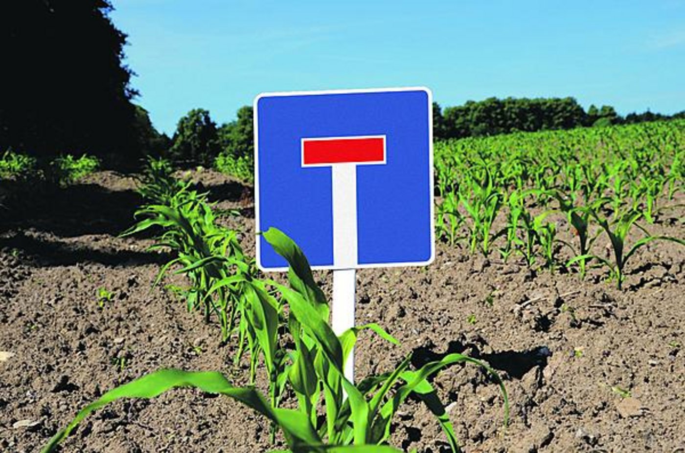 Die Schweiz ist zumindest bis 2017 GVO-frei. Auch in der EU ist man skeptisch: Im Jahr 2013 haben acht EU-Mitgliedstaaten den Anbau von GVO in ihrem Hoheitsgebiet verboten. (Bildmontage BauZ/Fotolia)