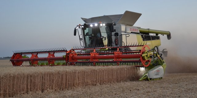 Der neue Lexion 6900 im Feldeinsatz. Dieser Mähdrescher besitzt sechs Schüttler zur Kornabscheidung. (Bilder drt)