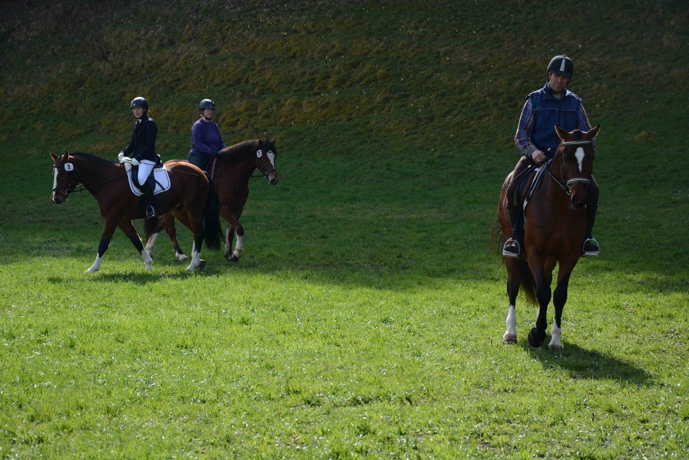 In Sumiswald findet seit 20 Jahren eine Freibergerverkaufsschau statt. 