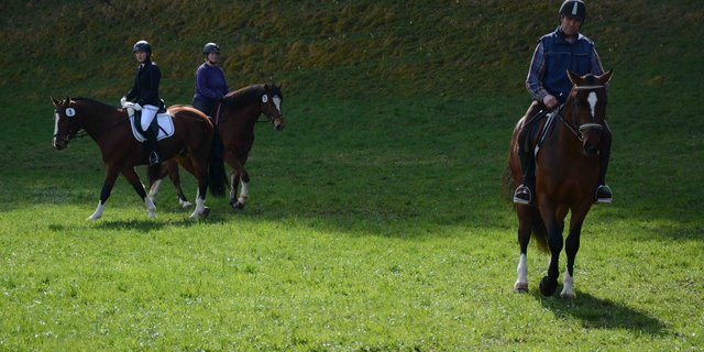 In Sumiswald findet seit 20 Jahren eine Freibergerverkaufsschau statt. 
