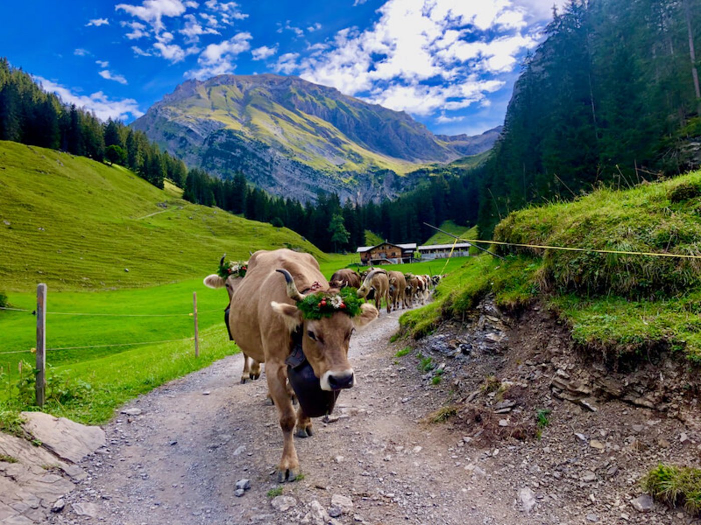 Stolz marschiert Janin mit ihrem hübschen Blumenschmuck ins Tal. (Bild jba)