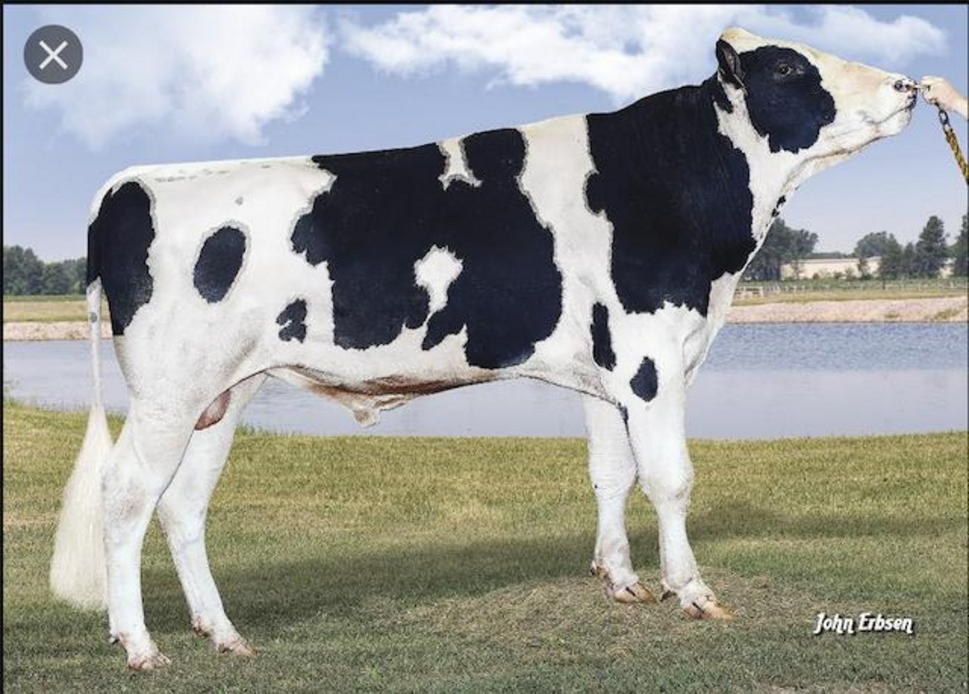 S-S-I Bg Frazzled Riveting wird in Amerika stark nachgefragt. (Bild John Erbsen)