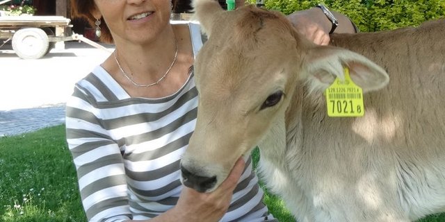 Kälbchen Nadja darf mit aufs Bild, es ist zutraulich und geniesst täglich, von Hermine Frei betreut, Auslauf im Hof. (Bild mr)