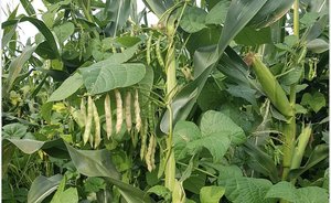 Futterbau: Die Stangenbohnen wickelten sich um den Mais Beim Versuch wurde mit unterschiedlichen Mengen Stickstoffdünger experimentiert. Dadurch gab es keinen augenscheinlichen Unterschied. (Bild ste)