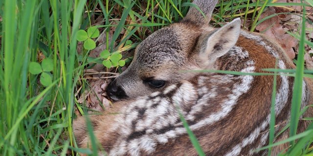 2020 konnte der Verein Rehkitzrettung mit Drohnen über 1'400 Rehkitze retten. (Bild shaendle / Pixabay) 