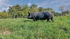 Berkshire-Schweine eignen sich ganzjährig für die Freilandhaltung und trotzen auch widrigen Wetterbedingungen.