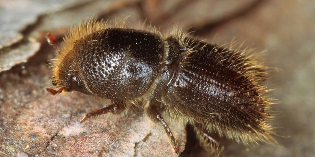 Der 4-5 mm lange Buchdrucker befällt vorwiegend geschwächte Fichten. Er ist der häufigste Borkenkäfer in der Schweiz. (Bild Beat Wermelinger/WSL)