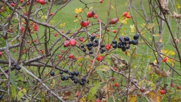 Beim Wildfrüchte ernten sind Pflanzenkenntnisse notwendig: Essbare Hagebutten (rot) und giftiger Liguster (schwarz). (Bild Ruth Bossardt)