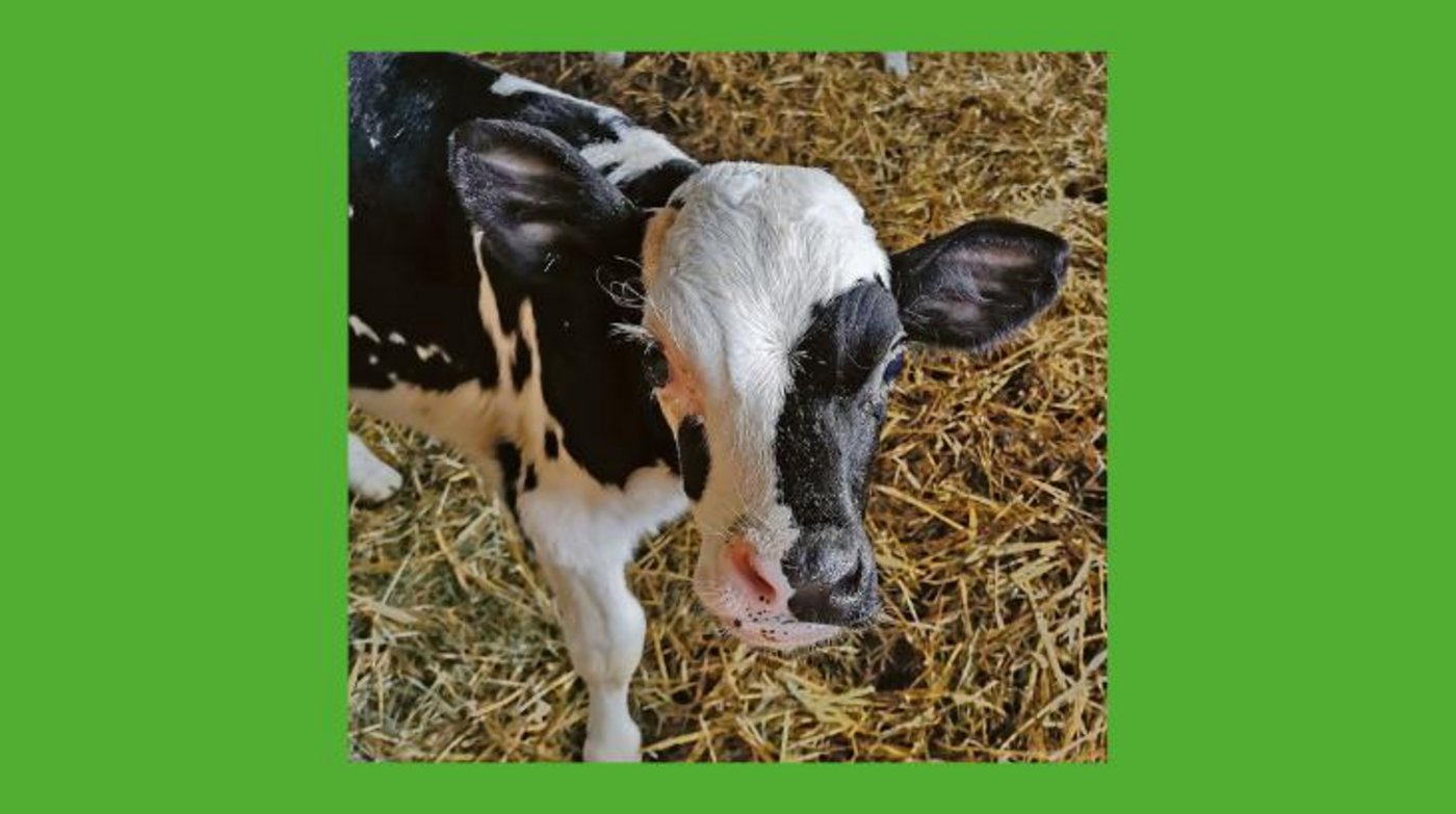 Bei der genomischen Selektion wird das erbliche Potenzial eines Tieres geschätzt. (Bild sb)